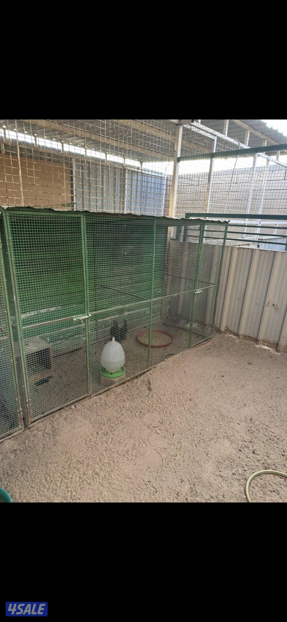 اقفاص دجاج0