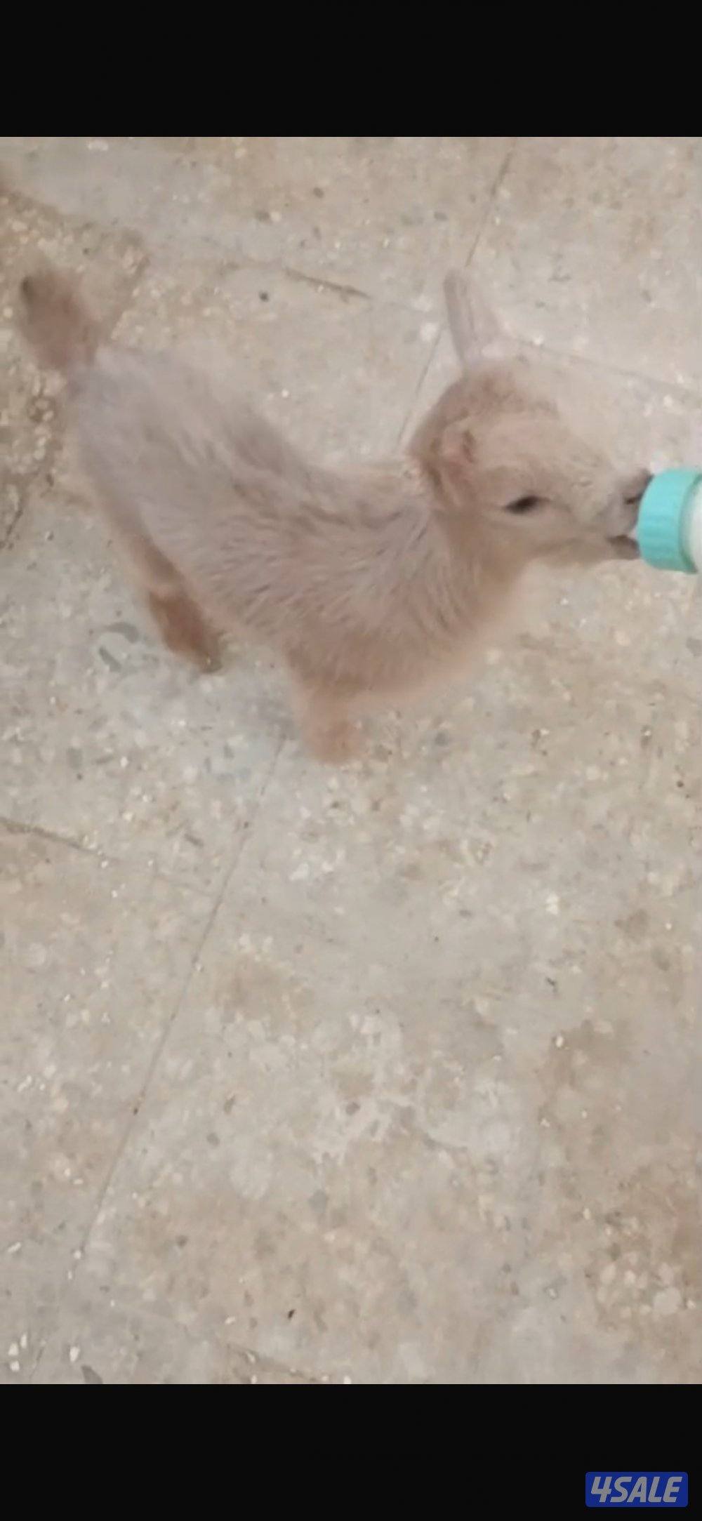 ماعز قزم تيس0