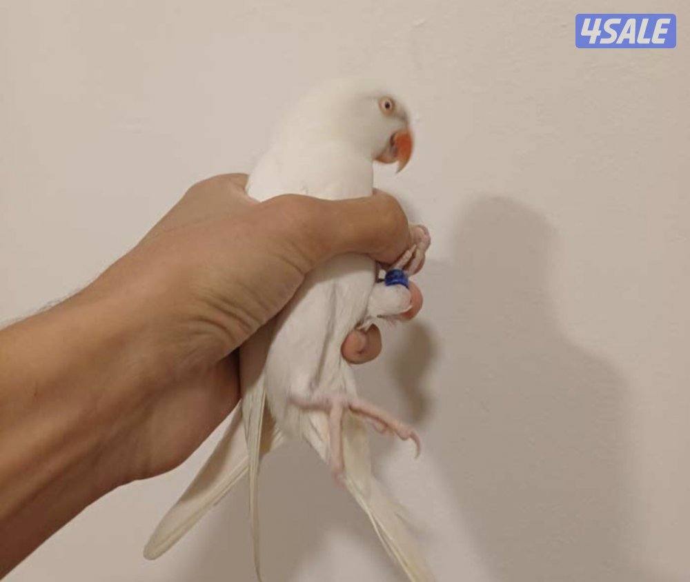 للبيع بيبي متوه أبيض ألبينو من الألوان النادرة ربوة ما يعرف العض نهائي2