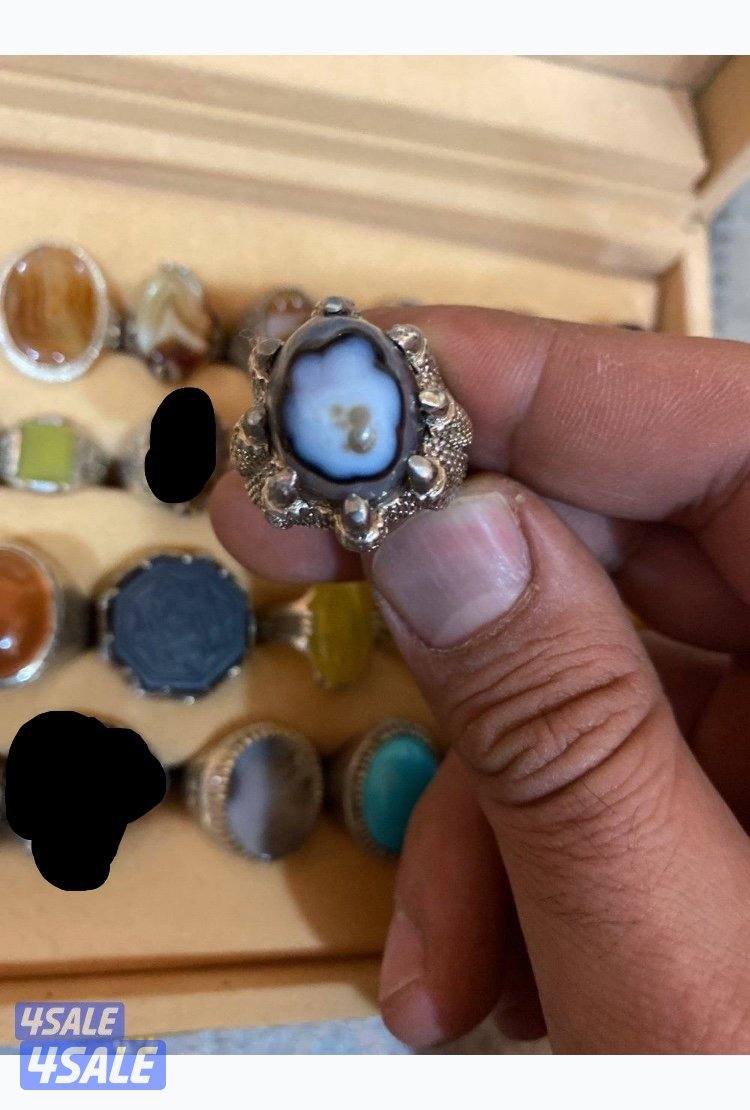 كلبة روت ولر نثيه6