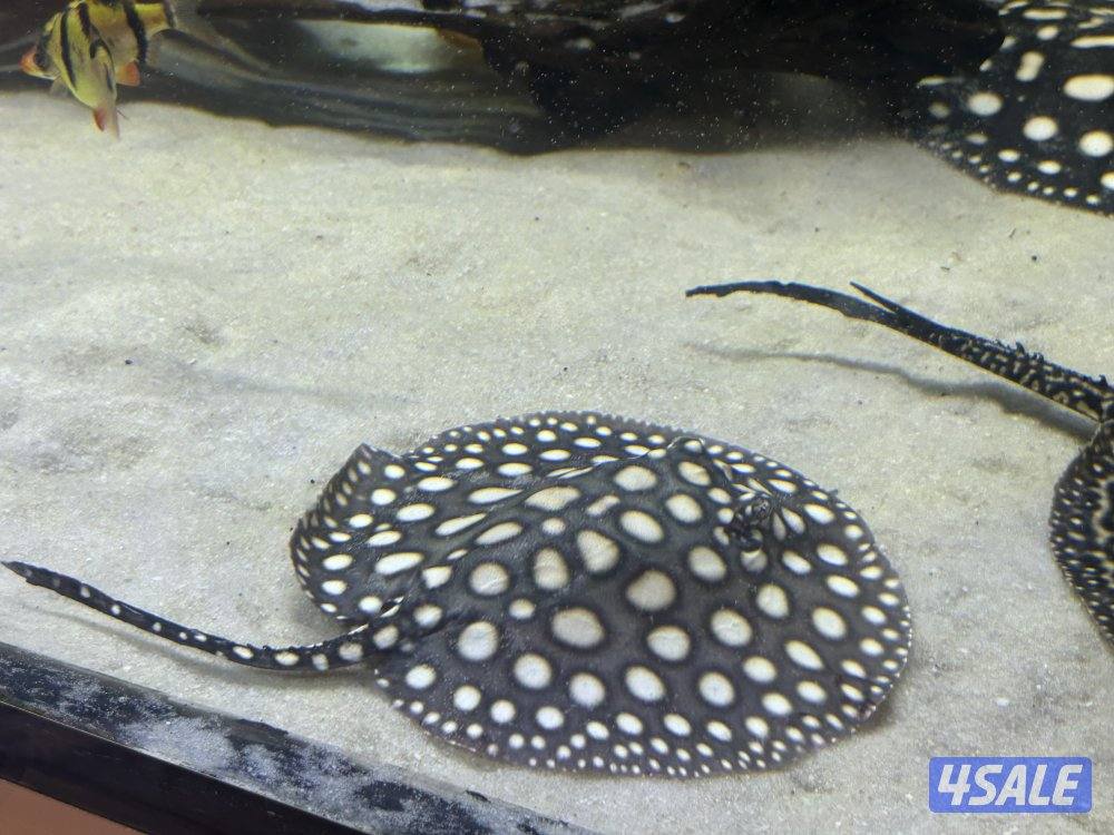 لخمه بلاك دايموند0