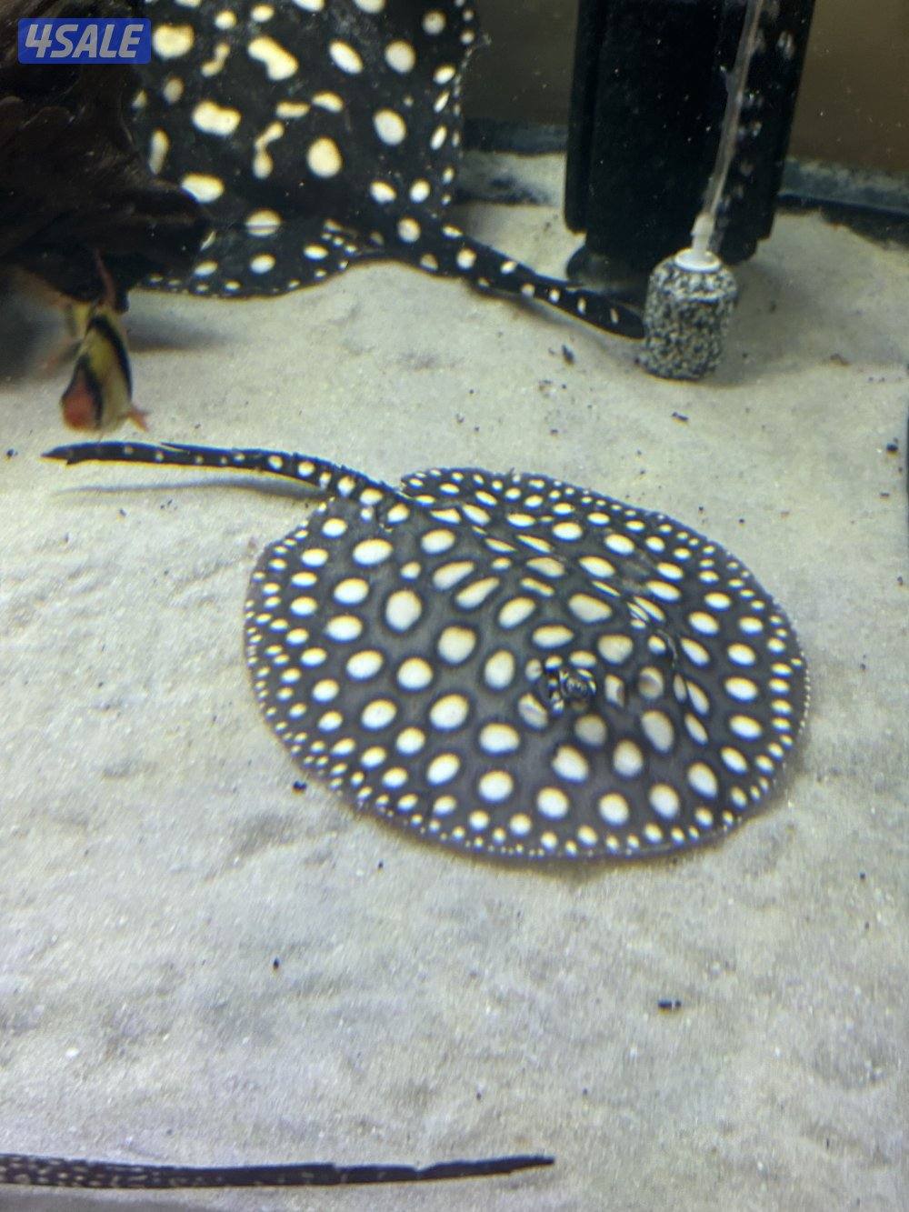 لخمه بلاك دايموند1