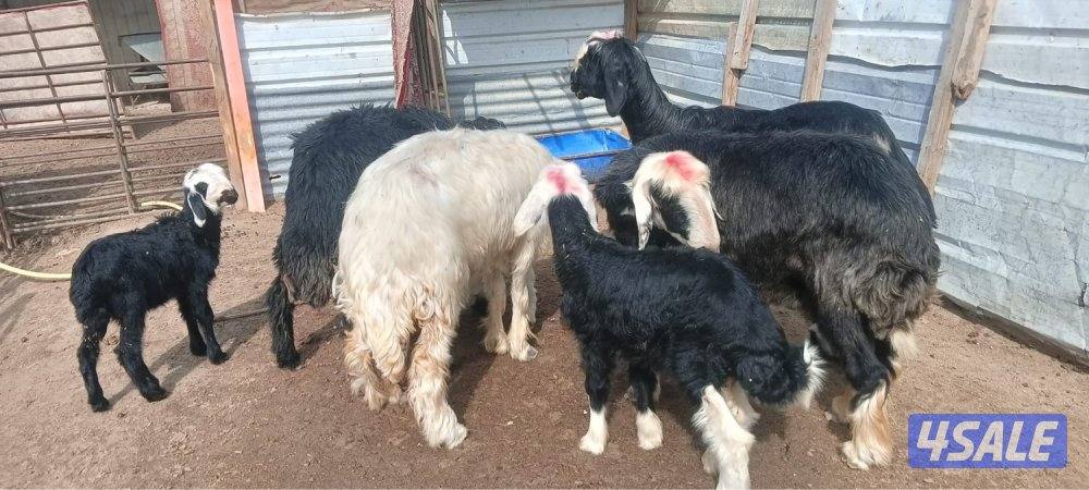 غنم مطافيل0