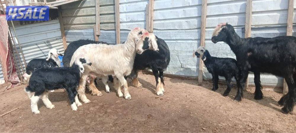 غنم مطافيل1