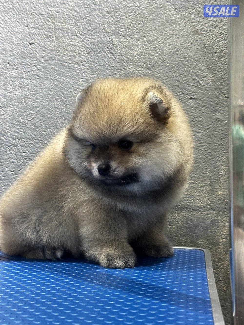 High quality Pomeranian puppy male 2month old  with vacinepassport0