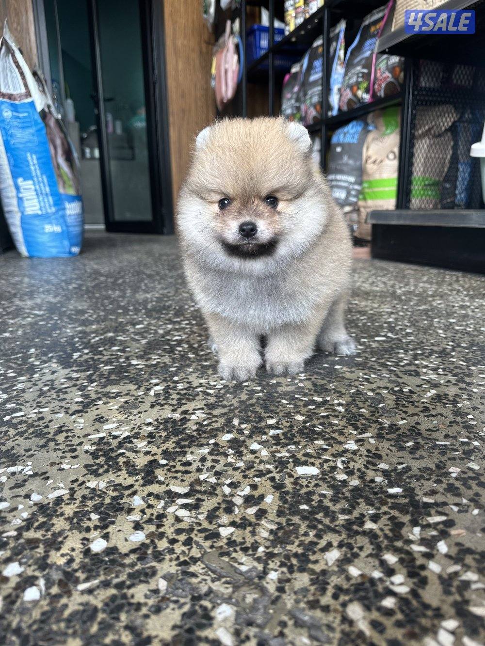 High quality Pomeranian puppy male 2month old  with vacinepassport1