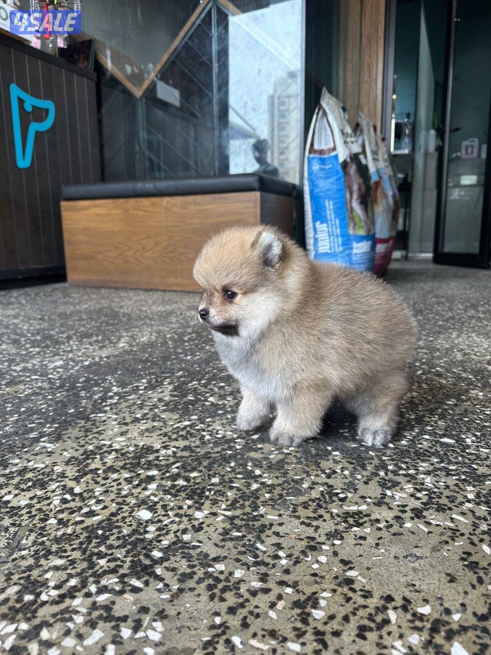 High quality Pomeranian puppy male 2month old  with vacinepassport2