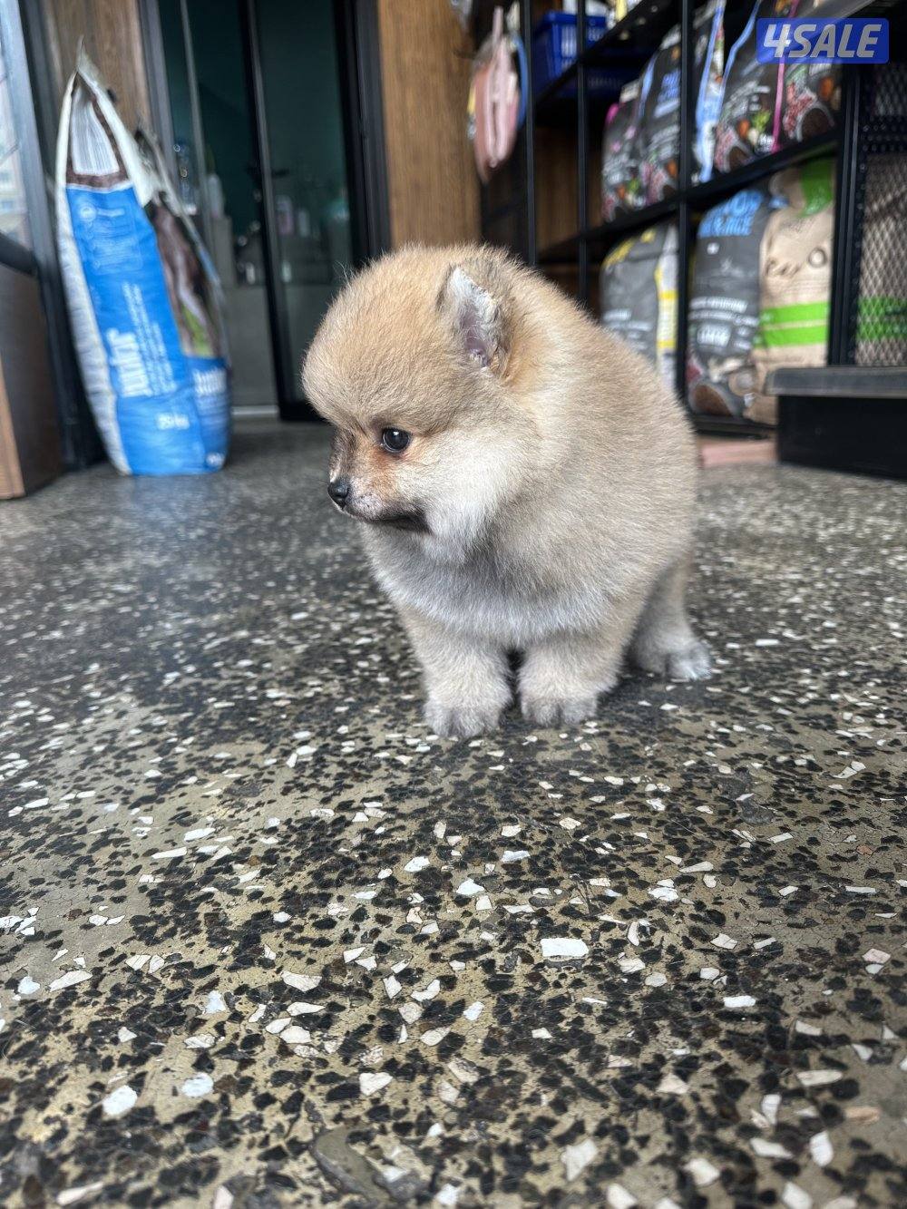High quality Pomeranian puppy male 2month old  with vacinepassport3