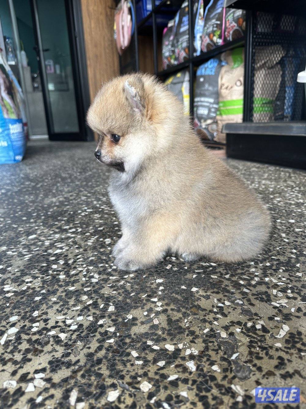 High quality Pomeranian puppy male 2month old  with vacinepassport5