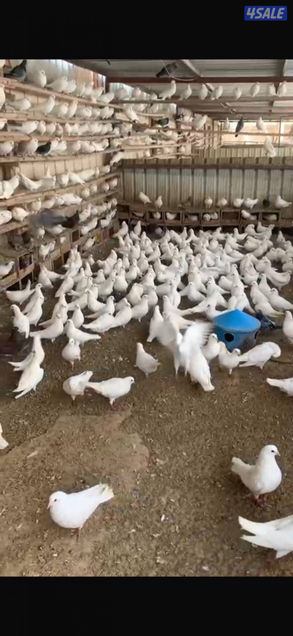 للبيع ازواج جبره0