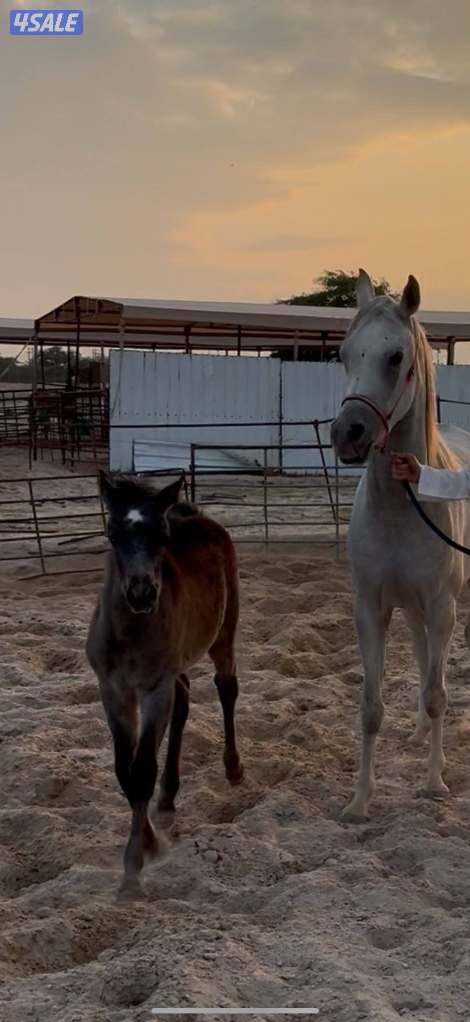 للبيع فرس مصريه0