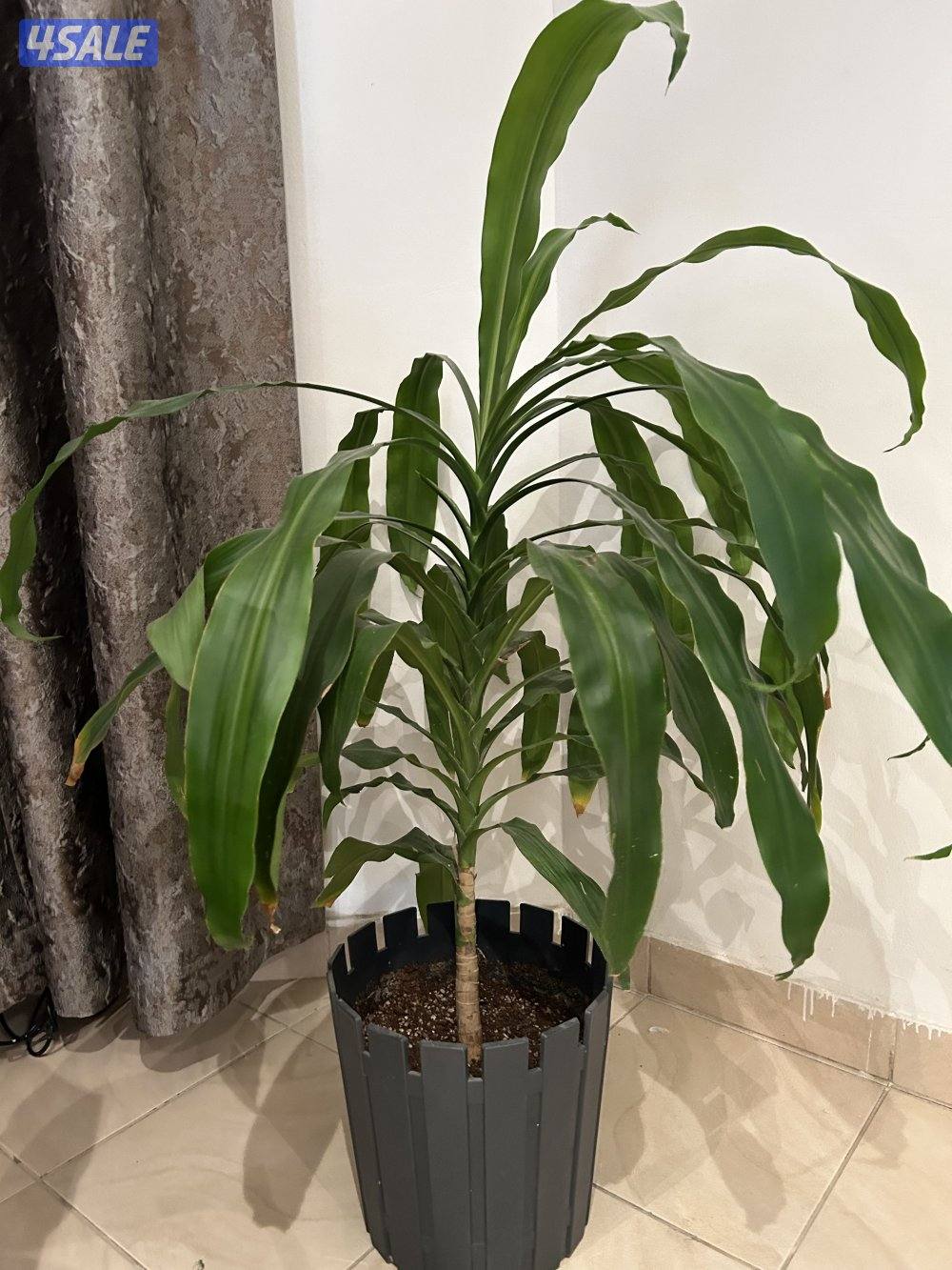 زرع طبيعى داخلى1