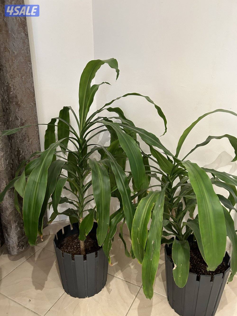 زرع طبيعى داخلى2