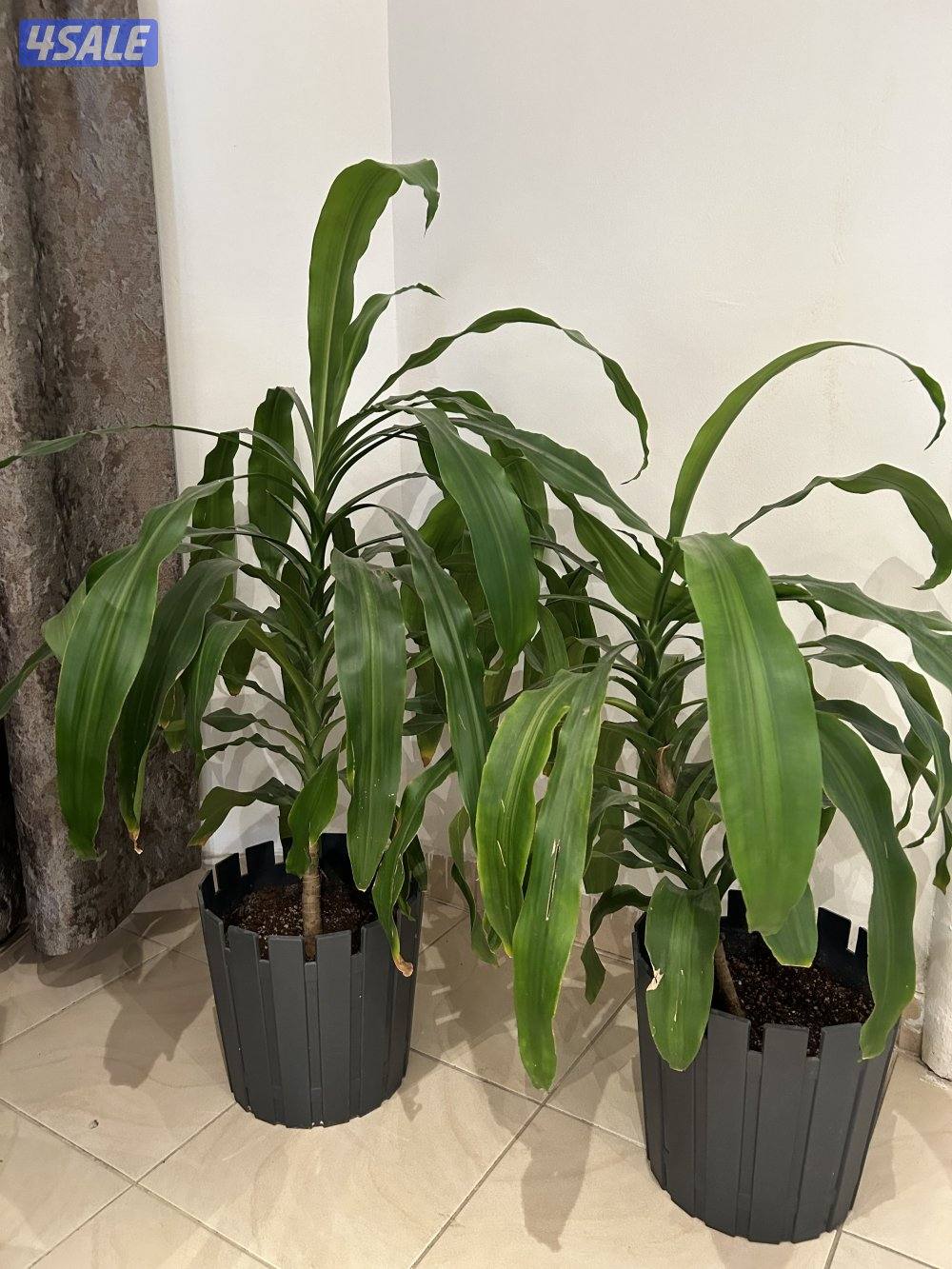 زرع طبيعى داخلى3