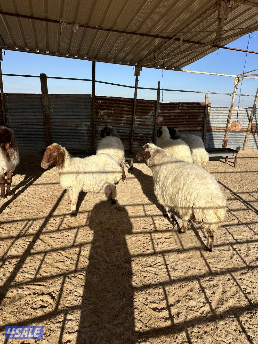 للبيع  غنم 11 راس من  بعد طلي. حليب0