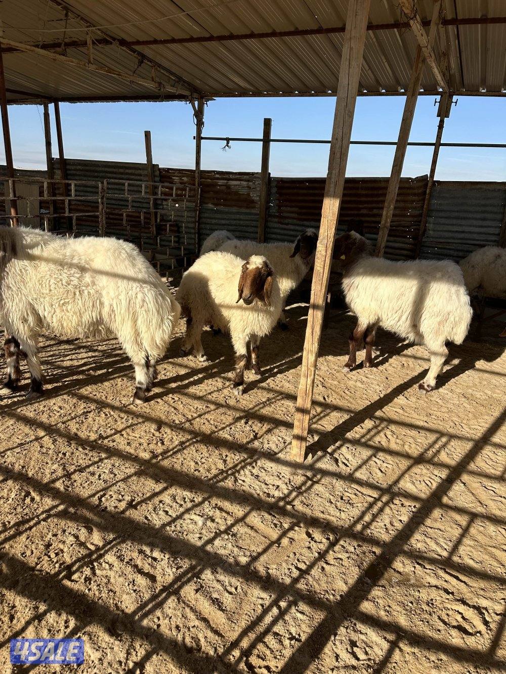 للبيع  غنم 11 راس من  بعد طلي. حليب1