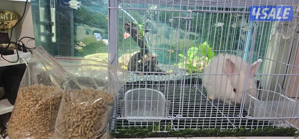🐇🥕للبيع أرانب صغار🥕🐇0