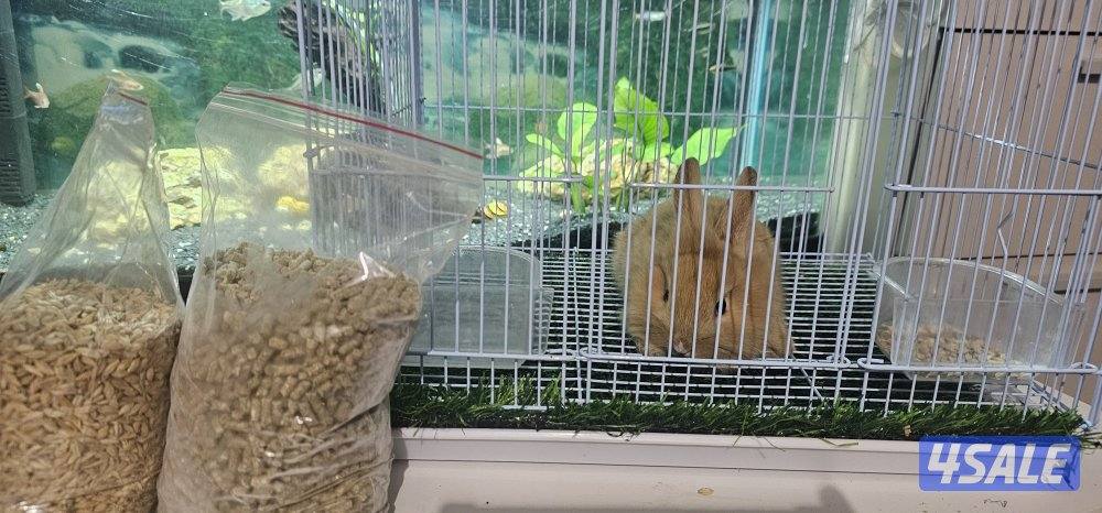 🐇🥕للبيع أرانب صغار🥕🐇1