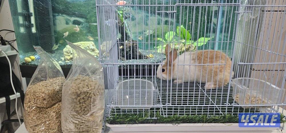 🐇🥕للبيع أرانب صغار🥕🐇2