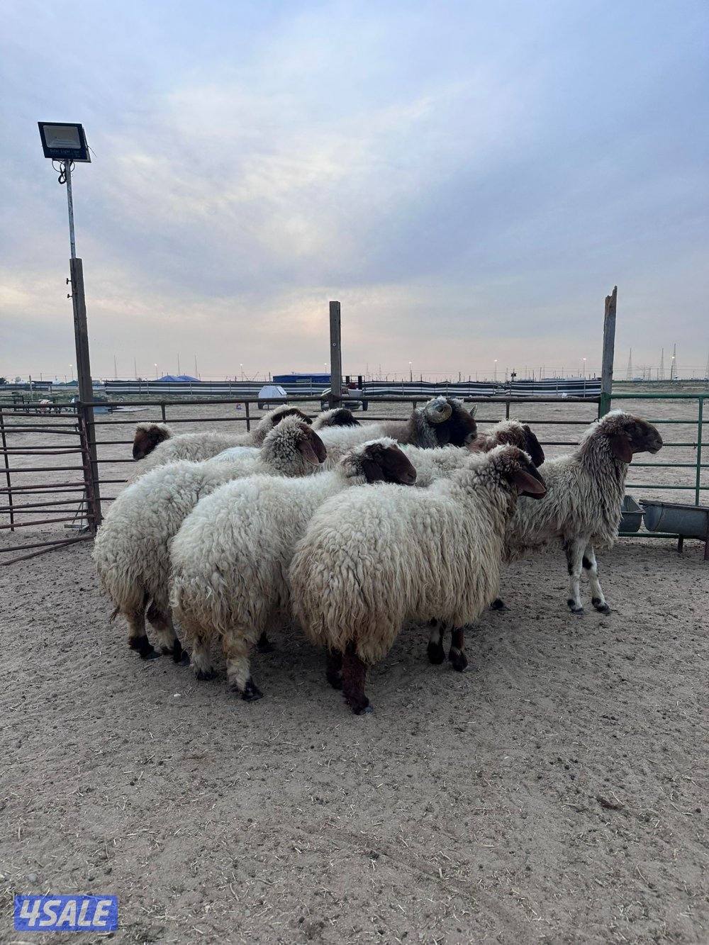 غنم عدد٩ مع الفحل0