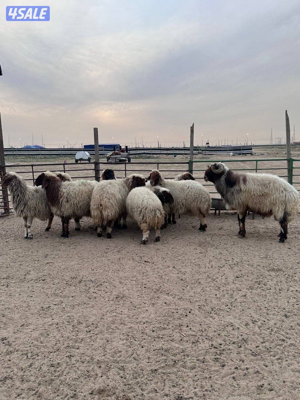 غنم عدد٩ مع الفحل2