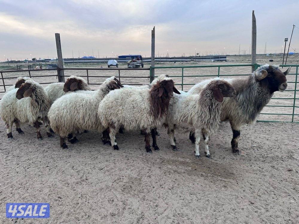 غنم عدد٩ مع الفحل3