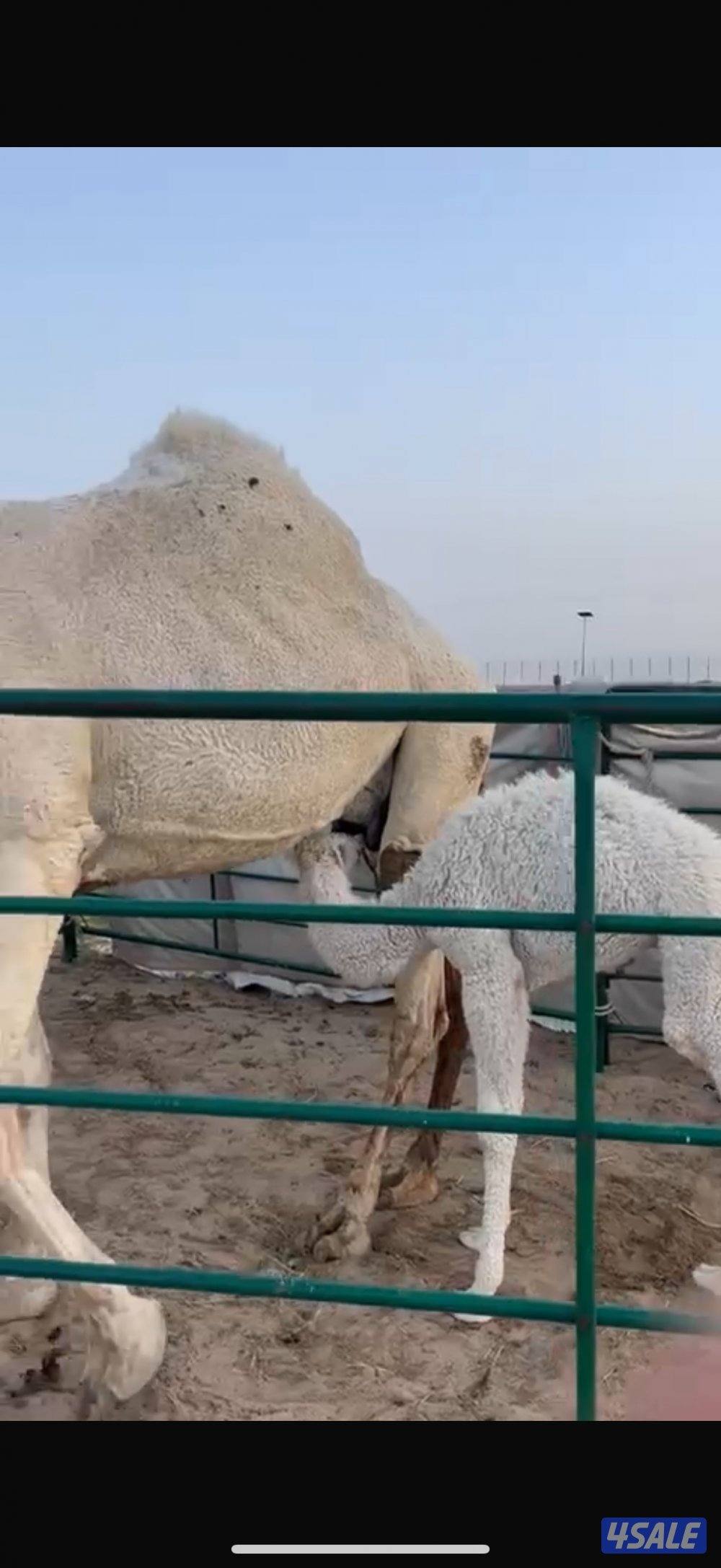 خلفه وضحه للبيع0