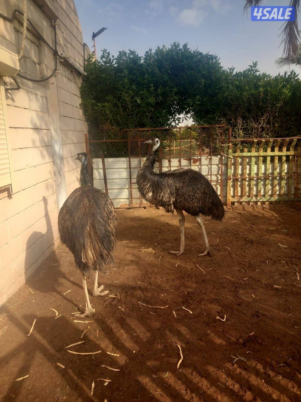 للبيع زوج نعام شرط الصحه و النظافه0