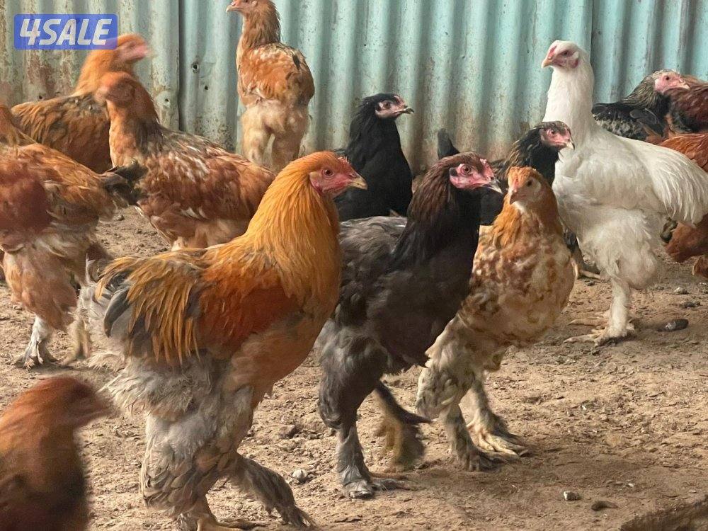 للبيع براهما 7 شهور إلى 9 شهور في مزارع الوفرة التواصل عن طريق وتساب0