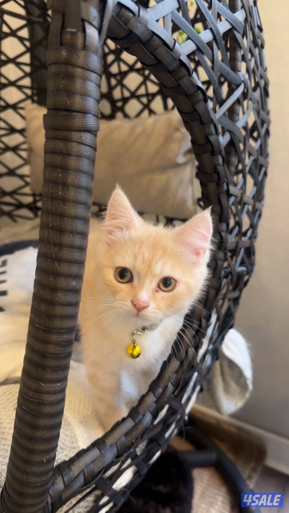 للتبني ب رسوم 35 أغراض و التوصيل0