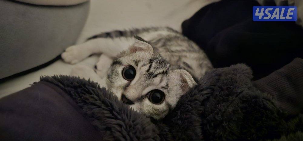 للبيع سكوتش فولد نثية عمرها ٦ شهور مع كامل اغراضها ، نظيفة ولعوبه جدا1