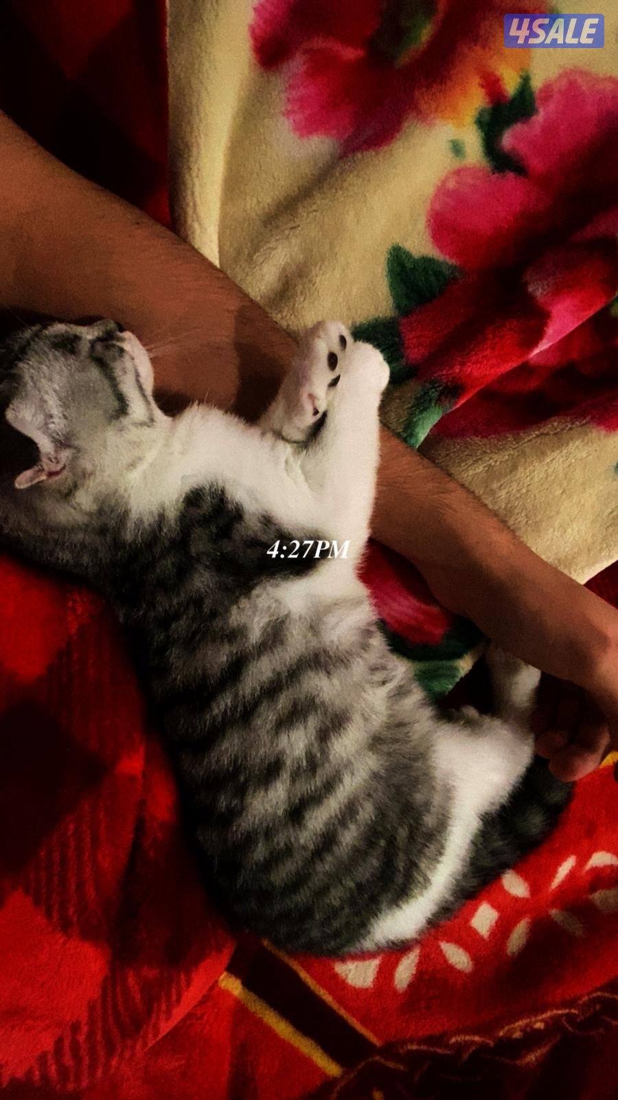 للبيع سكوتش فولد نثية عمرها ٦ شهور مع كامل اغراضها ، نظيفة ولعوبه جدا0