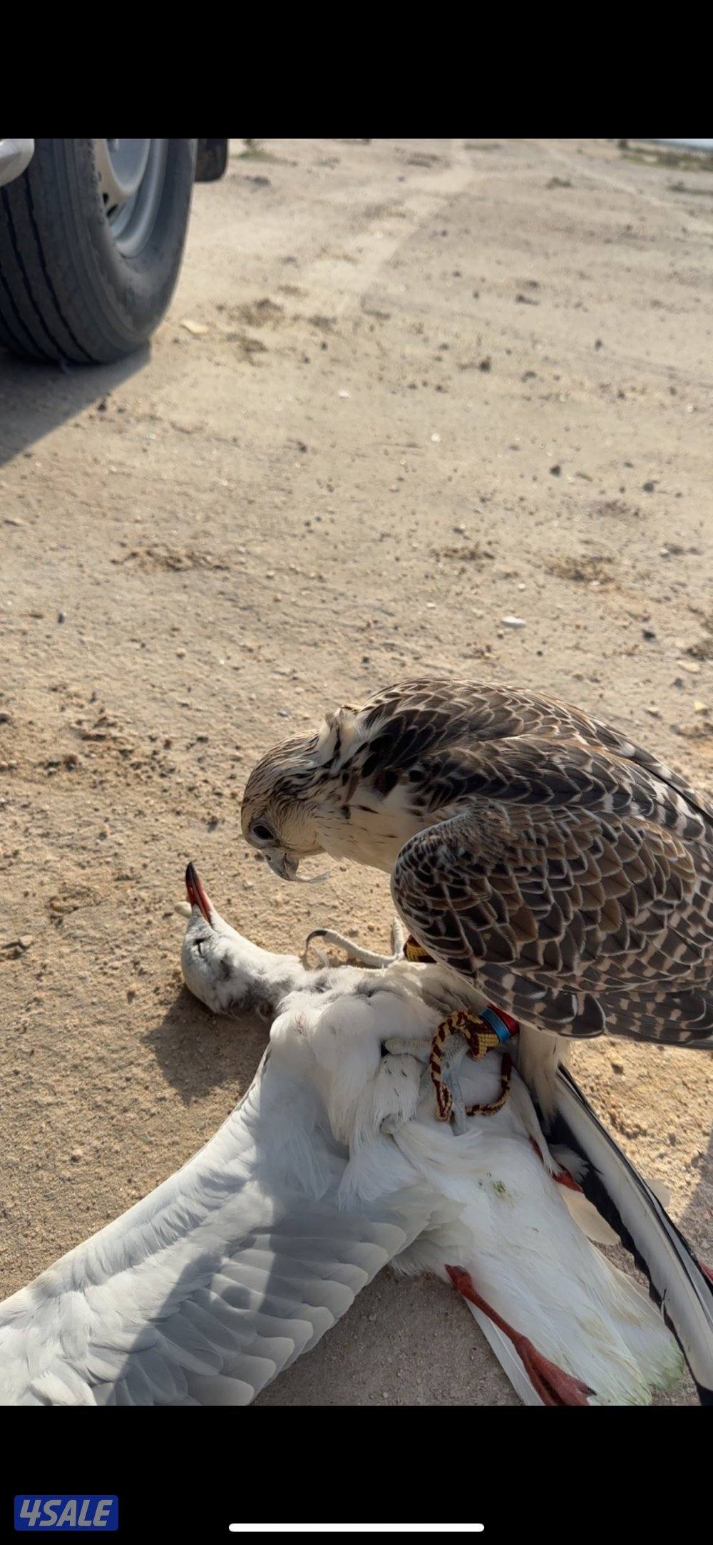 نوع : جير حر0