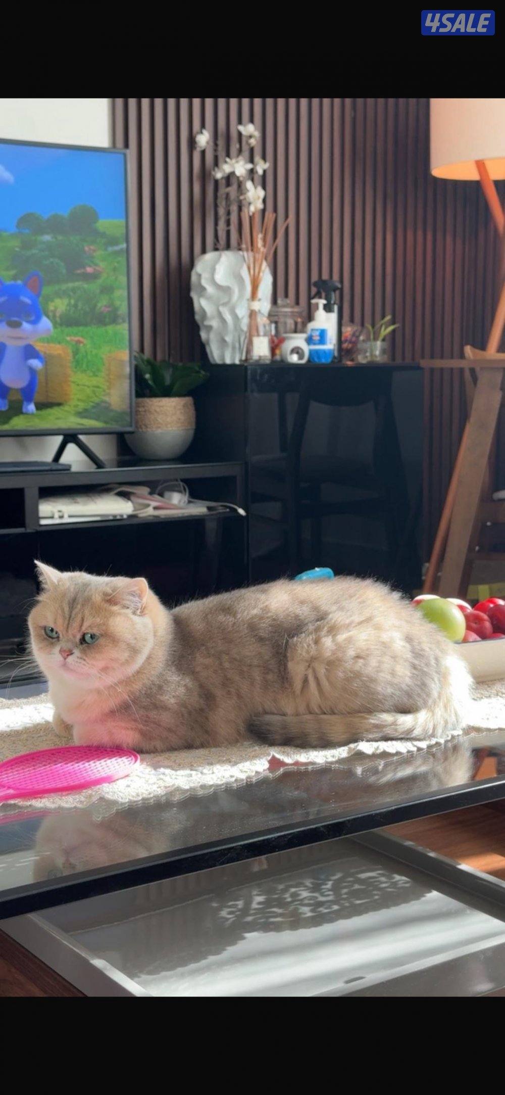 برتش قولد بيور تبني0