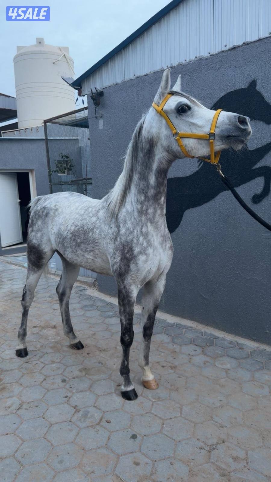 للبيع فرس مصرية0