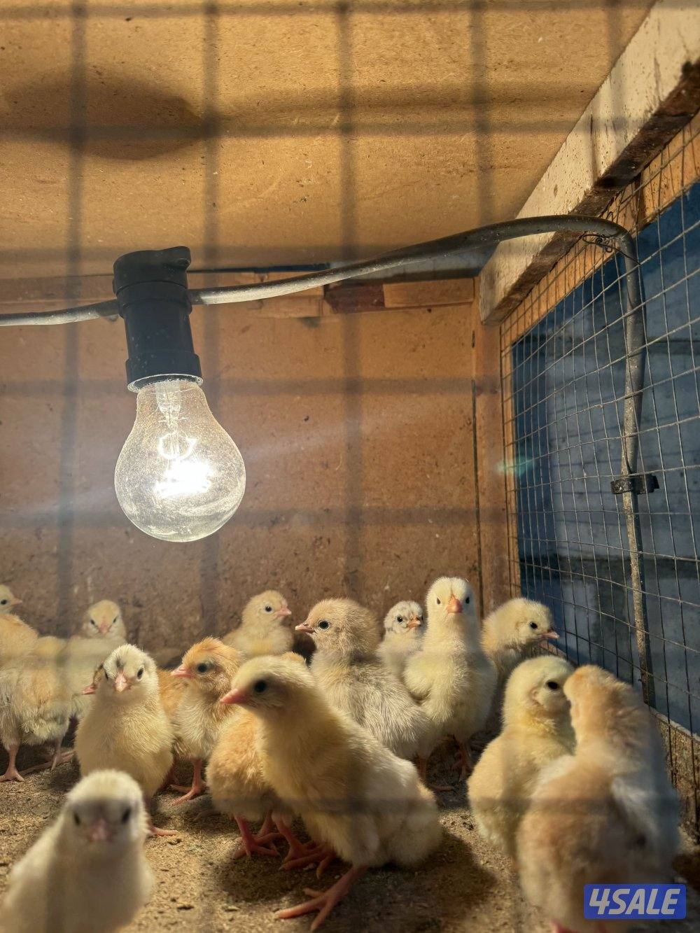 للبيع صيصات عربي وعراقي0