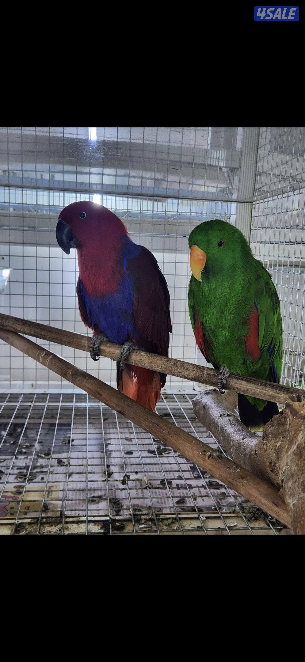 Two baby eclectus parrot chick's healthy2