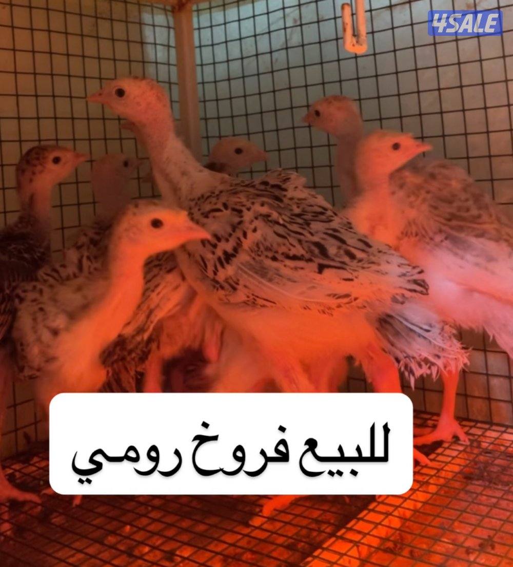 للبيع تاكسن.  فروخ رومي. وفروخ عربي1