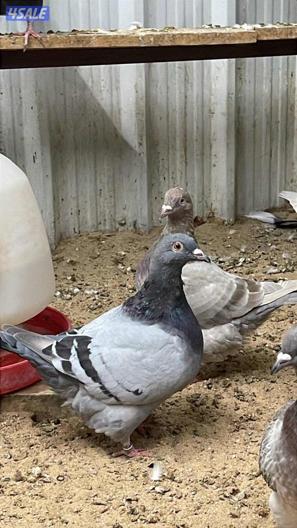 للبيع تاكسن.  فروخ رومي. وفروخ عربي2