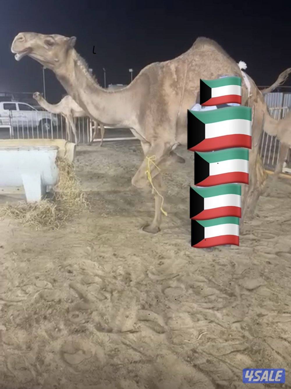 ابل للبيع عدد 121