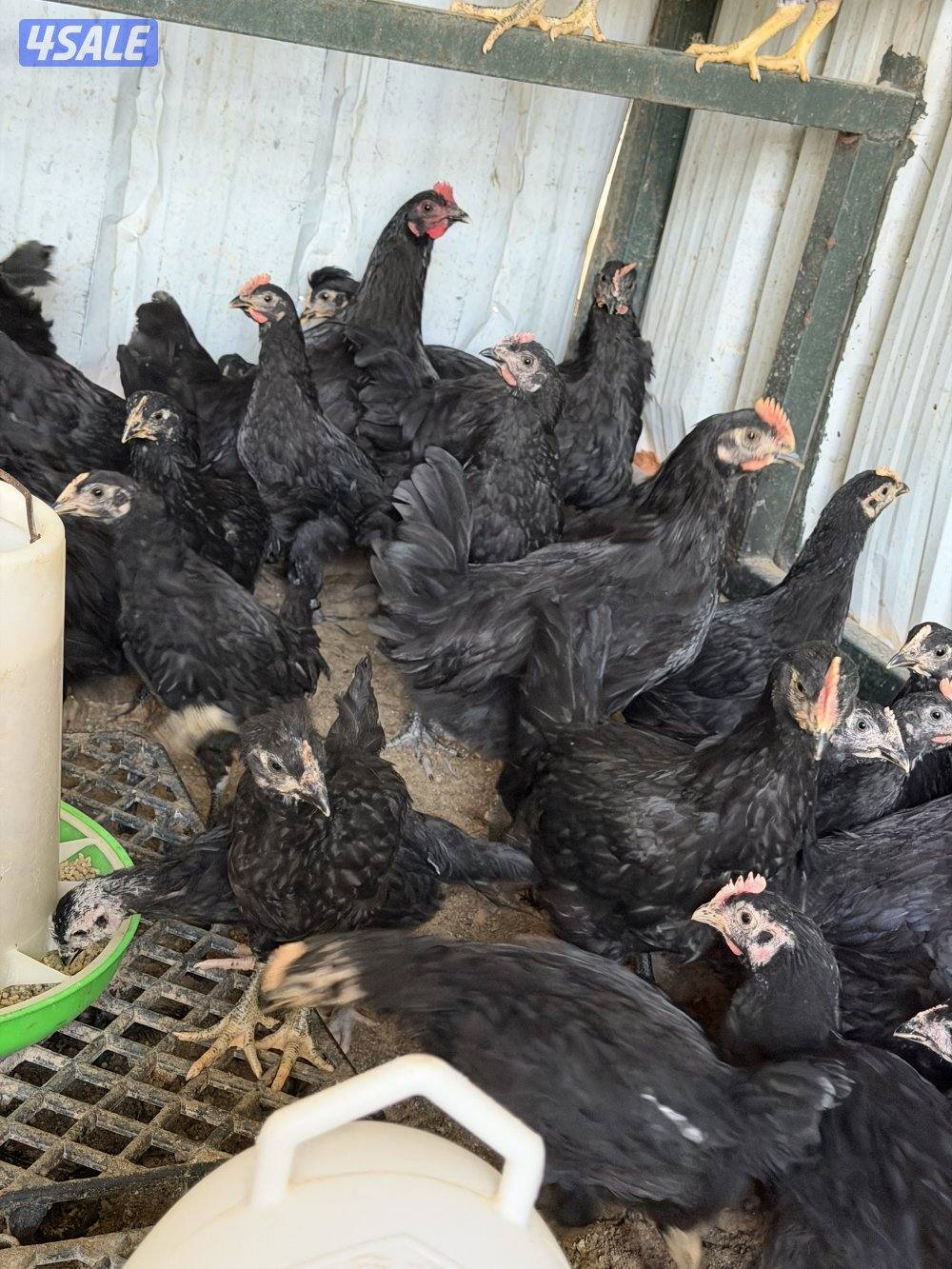 للبيع دجاج عراقي0