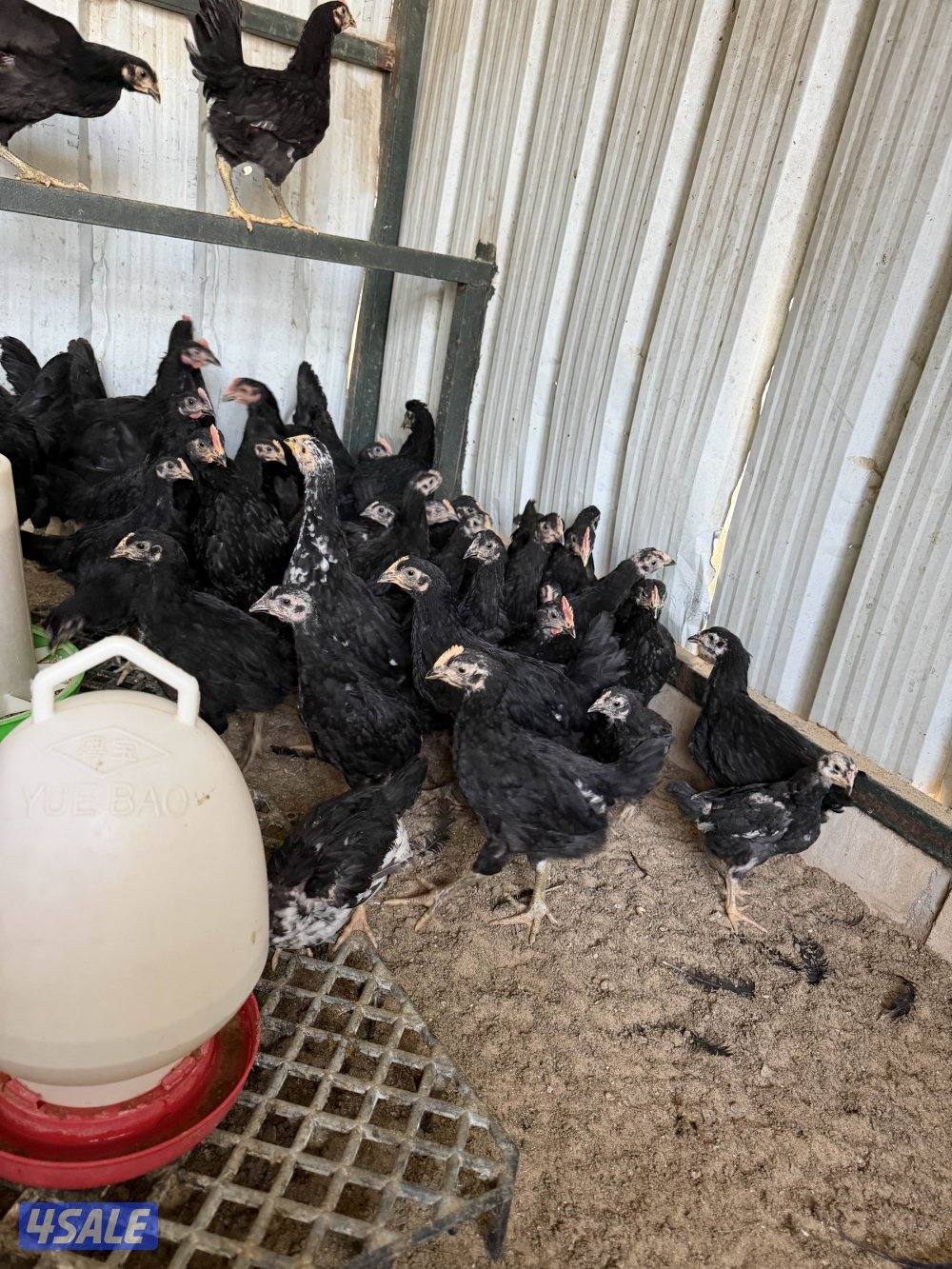 للبيع دجاج عراقي1