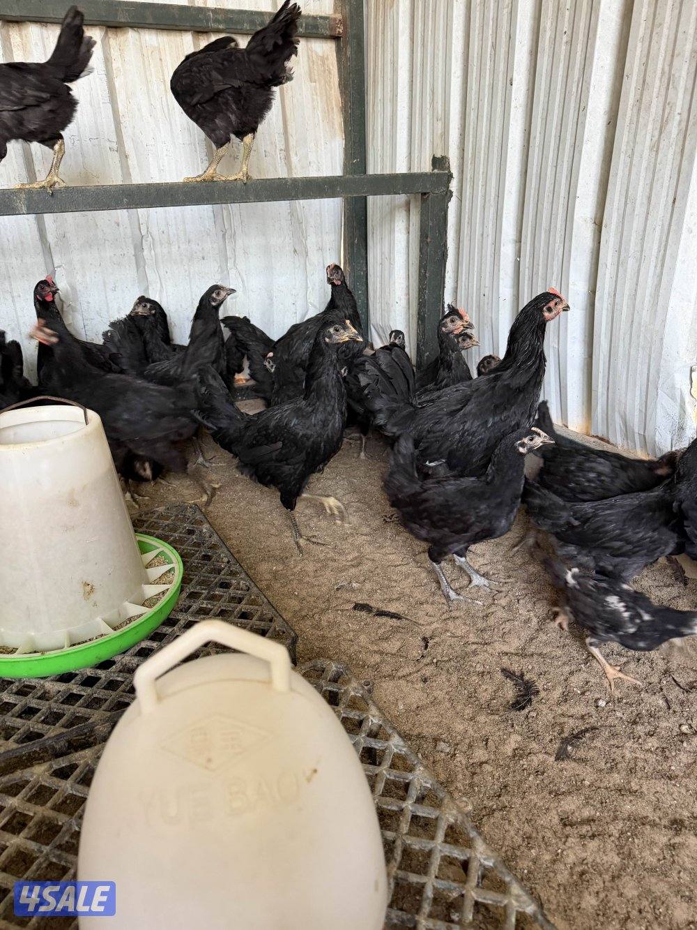 للبيع دجاج عراقي2