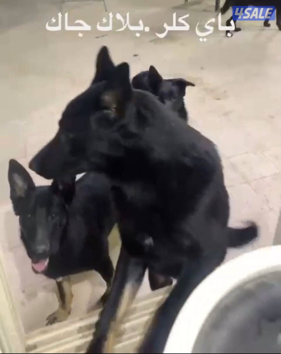 للبيع 4 جلاب بلاك جاك وحده نثيه وثلاث ذكور0