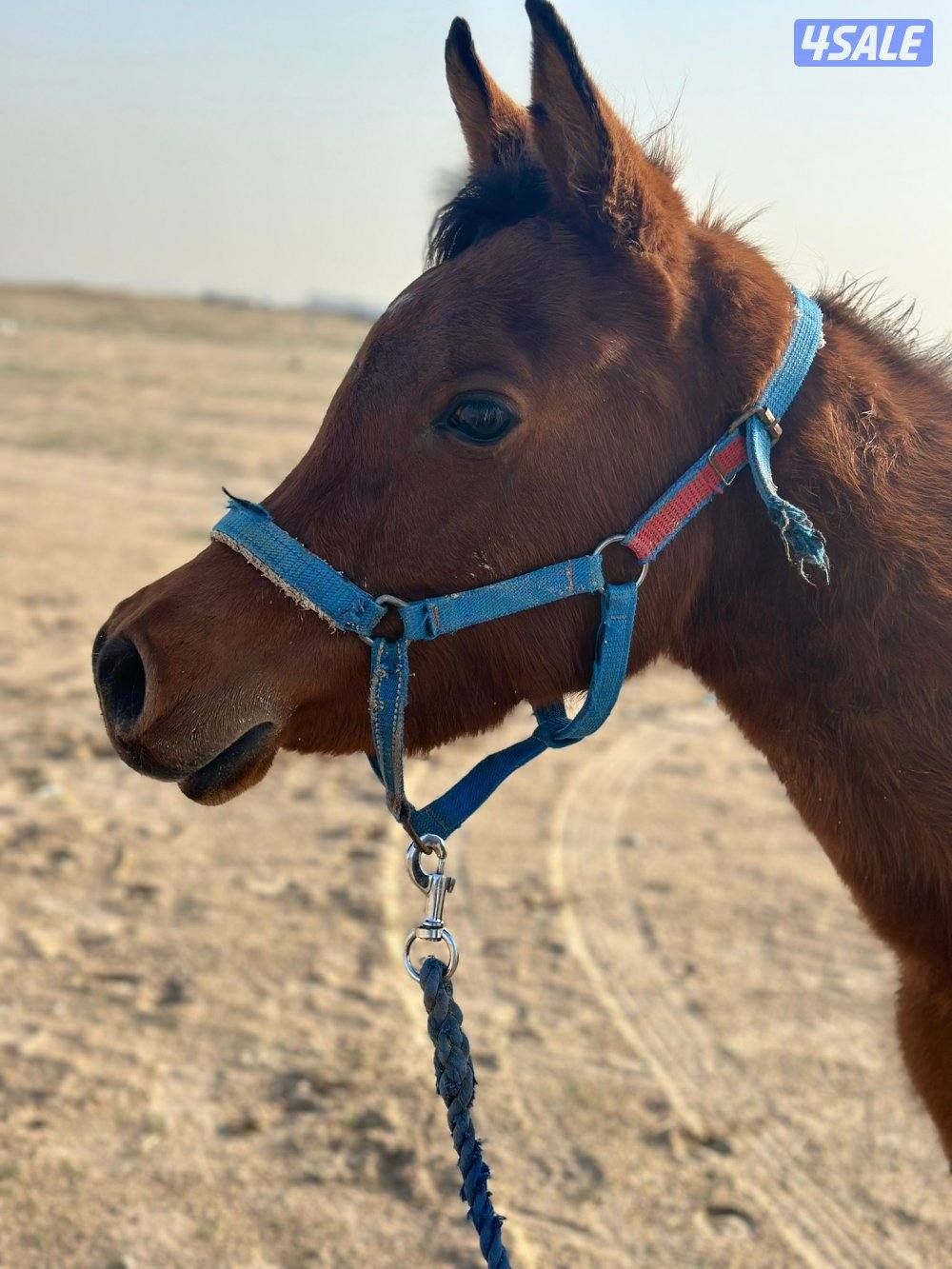 للبيع مهره زائد حصان انجليزي خيانه0