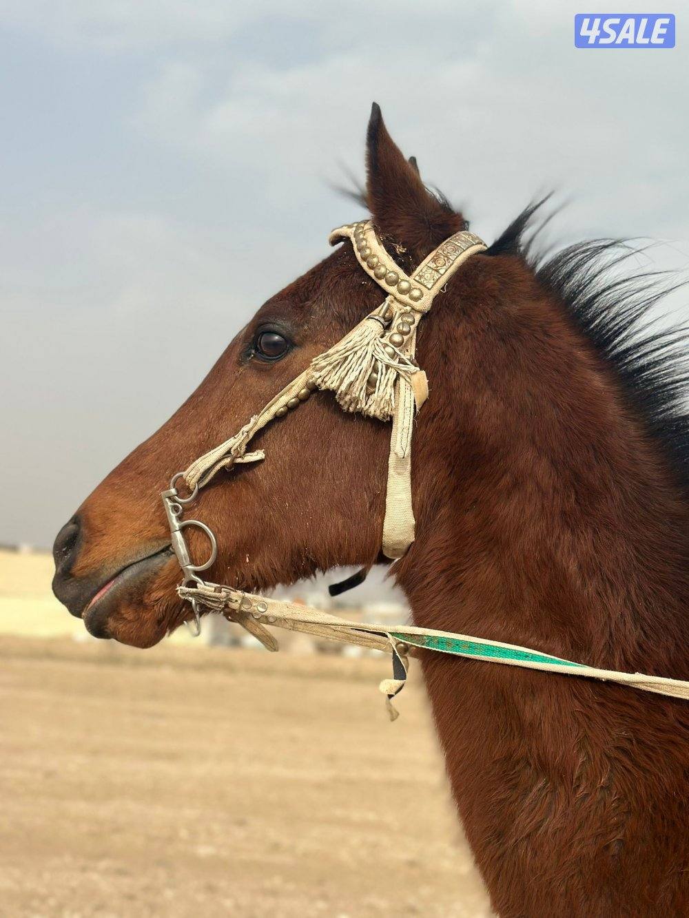 للبيع مهره زائد حصان انجليزي خيانه2
