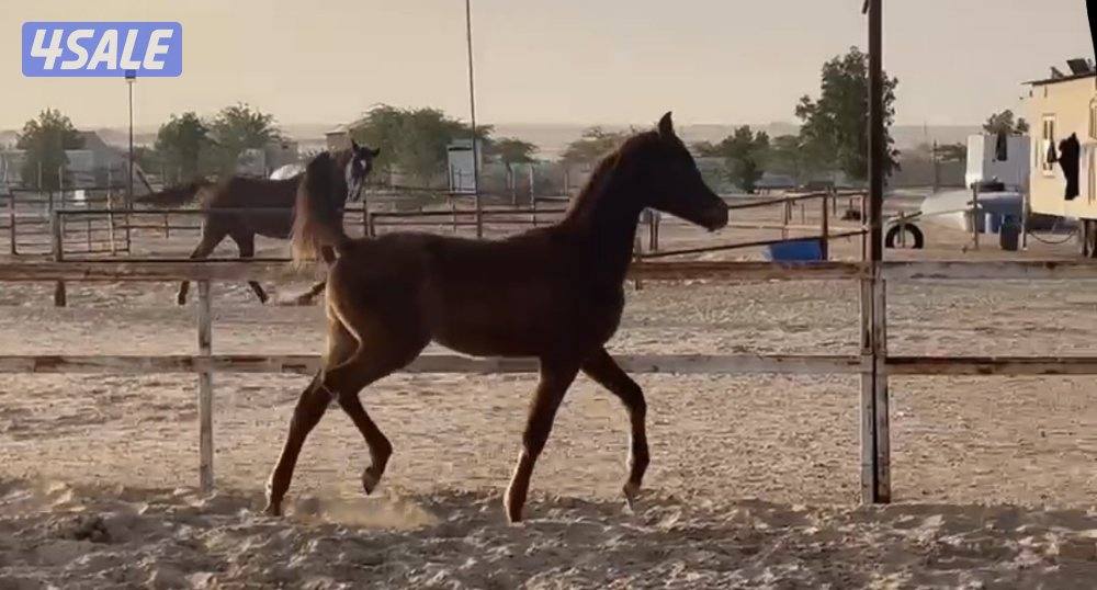 للبيع مهر بولش0