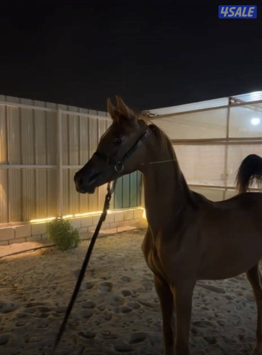 للبيع مهر بولش1