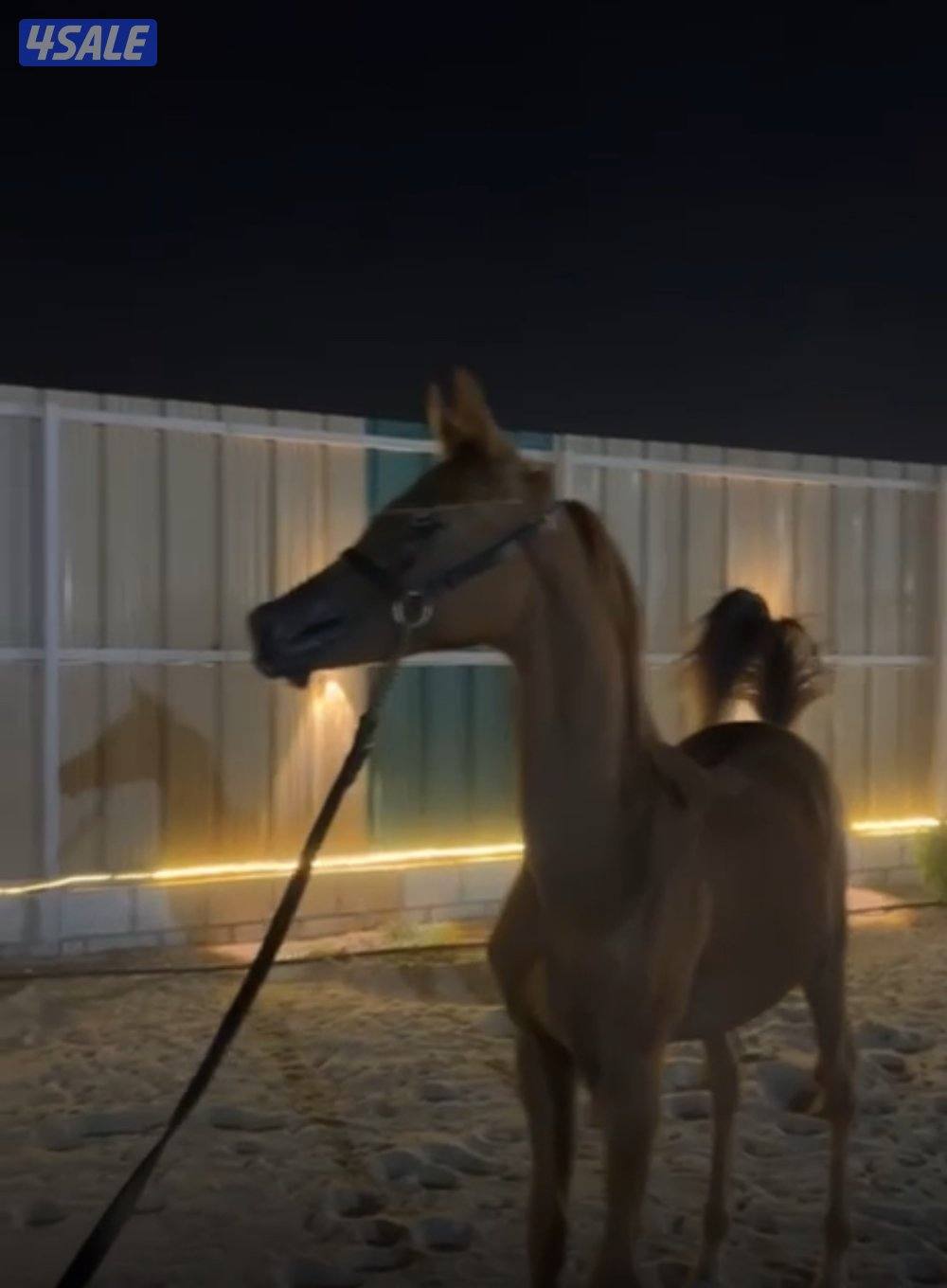 للبيع مهر بولش2