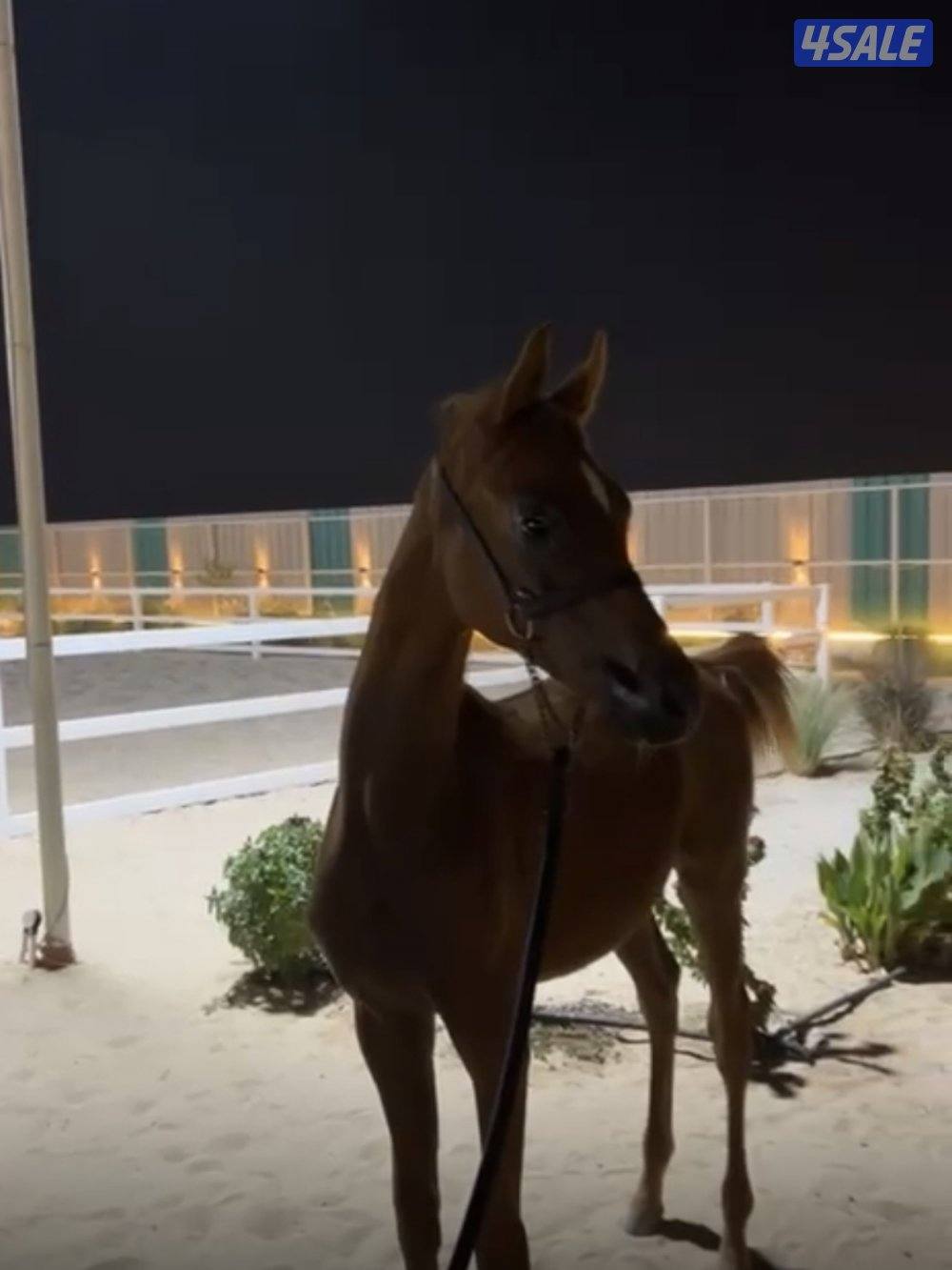 للبيع مهر بولش3